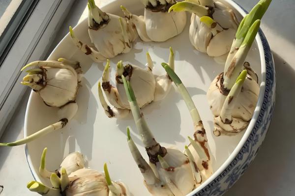 水仙花的种植时间，以9-10月份为宜