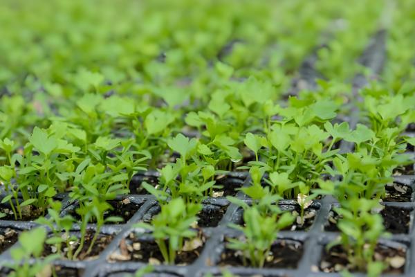 秋季怎么种植芹菜，浸种催芽等种子露白再撒播