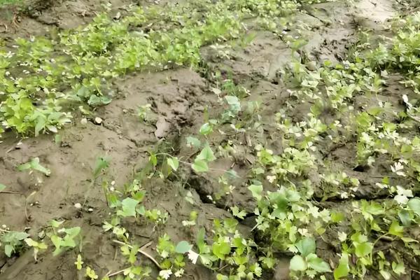 秋季怎么种植芹菜，浸种催芽等种子露白再撒播