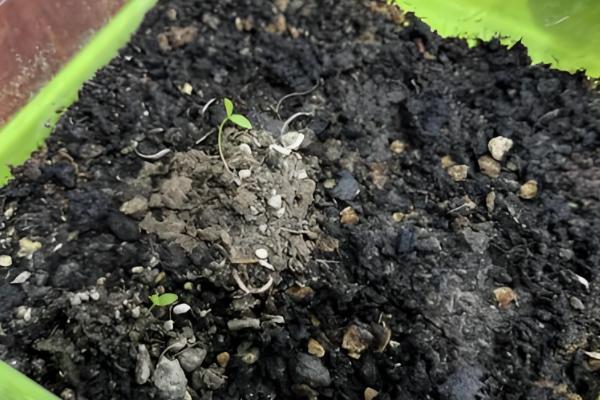 秋季怎么种植芹菜，浸种催芽等种子露白再撒播