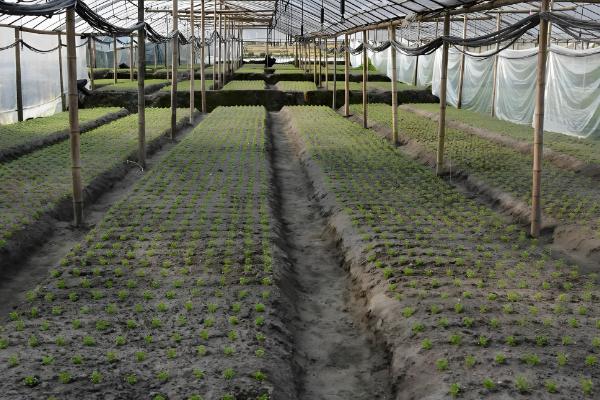 秋季怎么种植芹菜，浸种催芽等种子露白再撒播