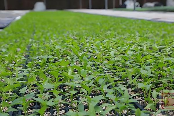 秋季怎么种植芹菜，浸种催芽等种子露白再撒播