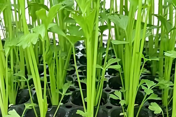 秋季怎么种植芹菜，浸种催芽等种子露白再撒播