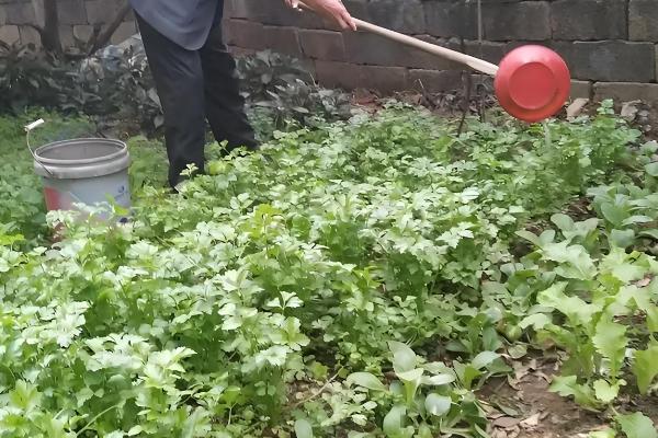 秋季怎么种植芹菜，浸种催芽等种子露白再撒播