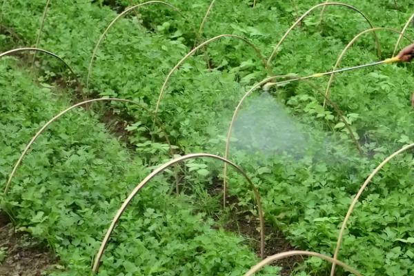 秋季怎么种植芹菜，浸种催芽等种子露白再撒播