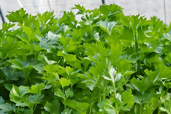 秋季怎么种植芹菜，浸种催芽等种子露白再撒播