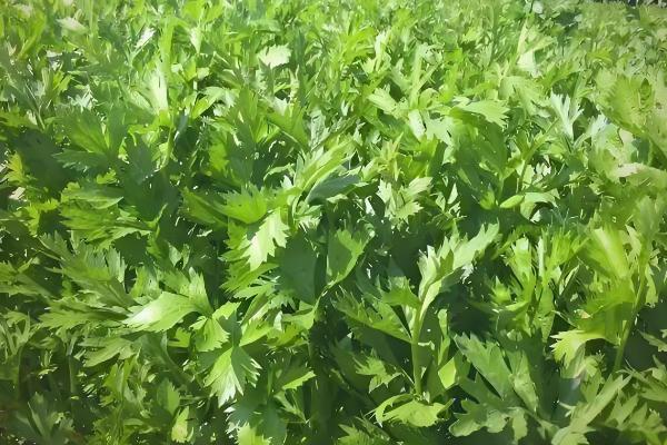 秋季怎么种植芹菜，浸种催芽等种子露白再撒播