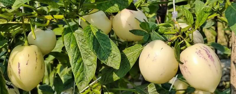 哪种土壤适合种人参果，疏松的土壤有利于人参果扎根生长