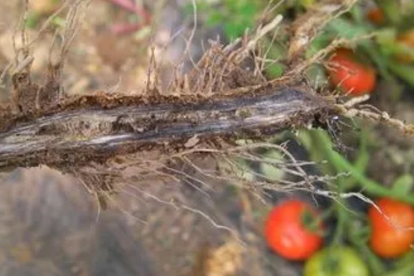 西红柿为什么会烂根，土壤湿度大、夜温低等原因都会引起