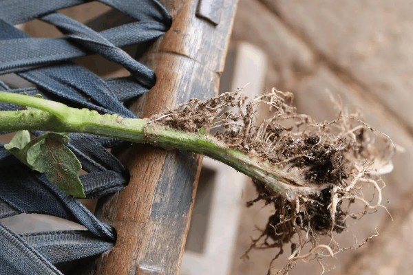 西红柿为什么会烂根，土壤湿度大、夜温低等原因都会引起