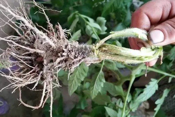 西红柿为什么会烂根，土壤湿度大、夜温低等原因都会引起