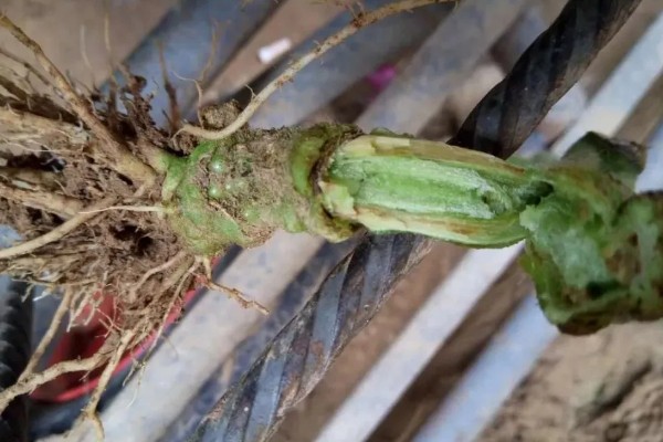 西红柿为什么会烂根，土壤湿度大、夜温低等原因都会引起