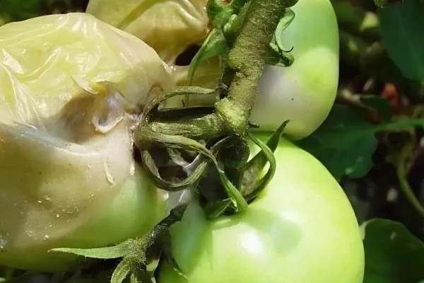 西红柿为什么会烂根，土壤湿度大、夜温低等原因都会引起