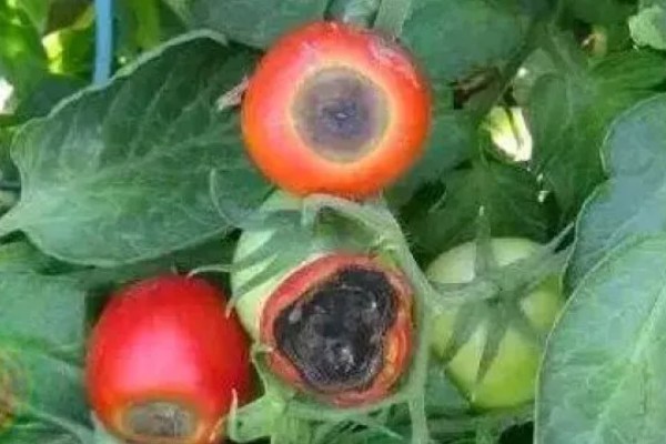 西红柿为什么会烂根，土壤湿度大、夜温低等原因都会引起