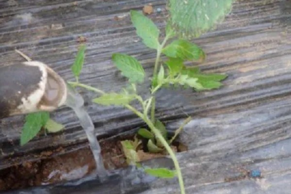 西红柿为什么会烂根，土壤湿度大、夜温低等原因都会引起