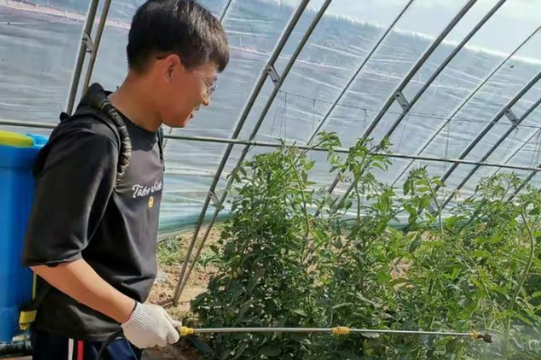 西红柿为什么会烂根，土壤湿度大、夜温低等原因都会引起