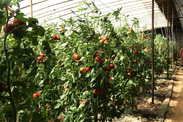 西红柿为什么会烂根，土壤湿度大、夜温低等原因都会引起