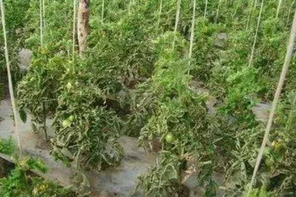 西红柿为什么会烂根，土壤湿度大、夜温低等原因都会引起