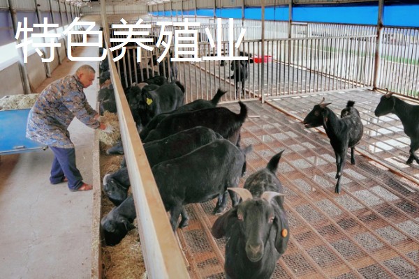 农村有什么偏冷门的创业项目，以下三种可以考虑尝试