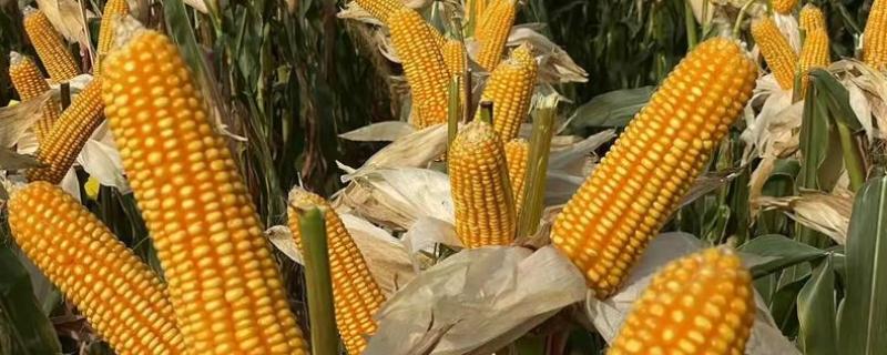 稷秾108玉米种的特征特性，从出苗至成熟要126天