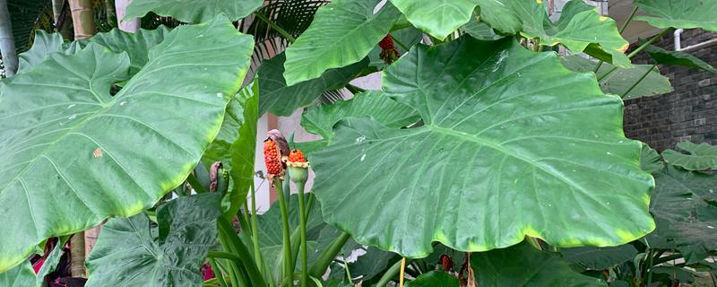 滴水观音是否喜光，是一种喜光的植株