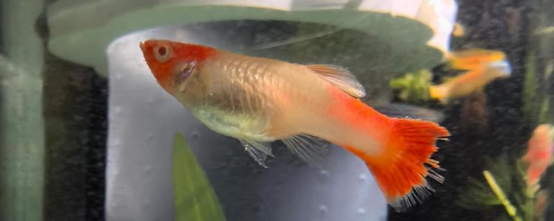 孔雀鱼尾巴被咬掉了会死吗，咬掉的不多就不会死