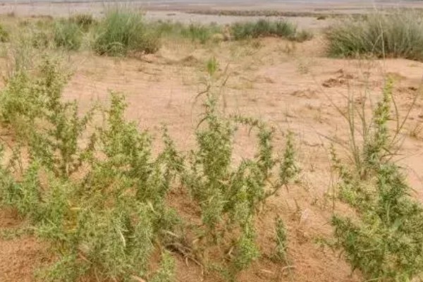 沙棘树有哪些种植条件,可以应对各种复杂的气候条件