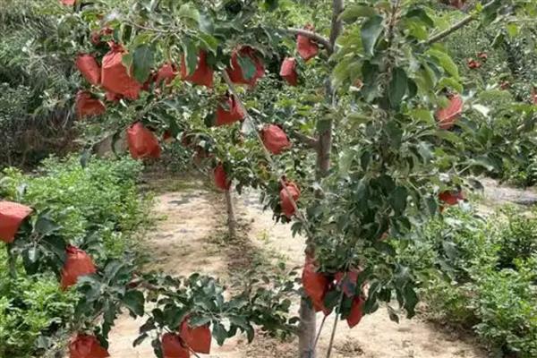 套袋苹果皱裂如何防治，在第二次膨大前期提高营养输送量