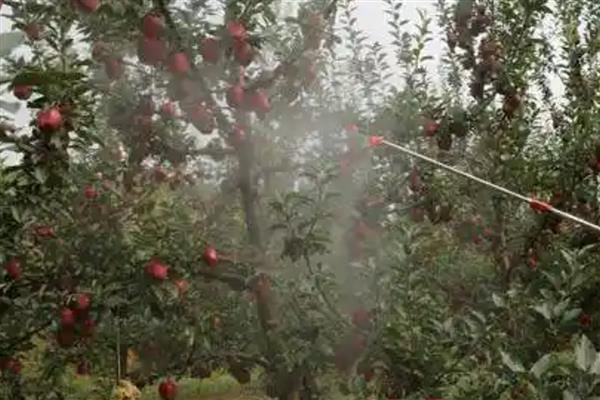 套袋苹果皱裂如何防治，在第二次膨大前期提高营养输送量