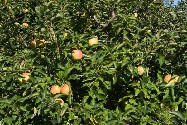 套袋苹果皱裂如何防治，在第二次膨大前期提高营养输送量