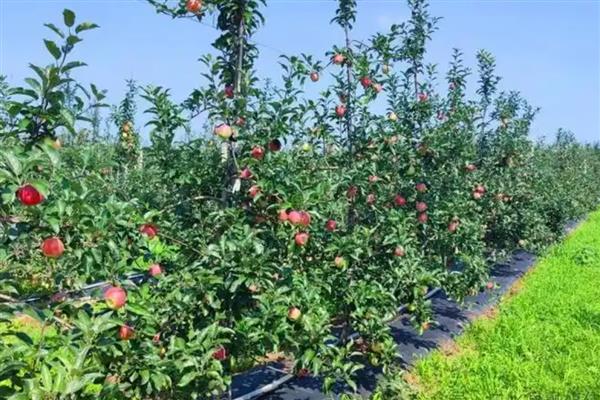 套袋苹果皱裂如何防治，在第二次膨大前期提高营养输送量