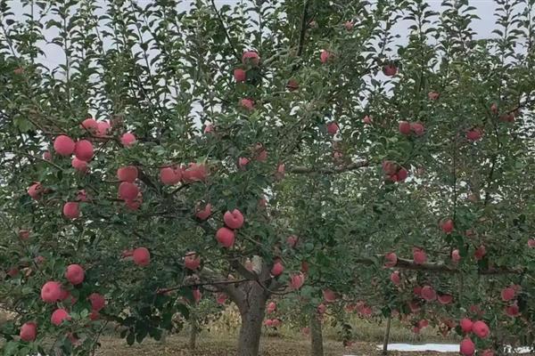 套袋苹果皱裂如何防治，在第二次膨大前期提高营养输送量