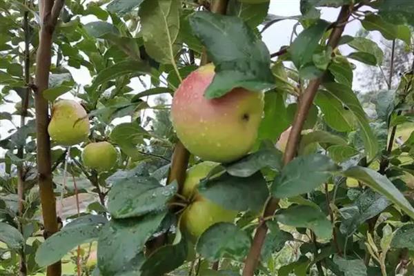 套袋苹果皱裂如何防治，在第二次膨大前期提高营养输送量