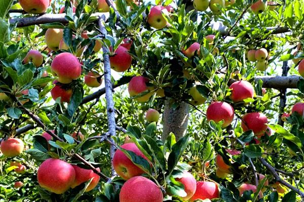 套袋苹果皱裂如何防治，在第二次膨大前期提高营养输送量