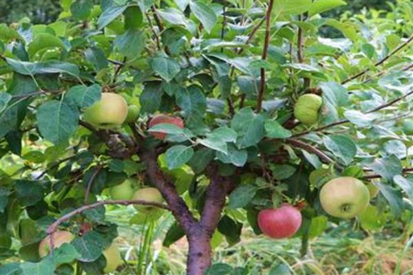 套袋苹果皱裂如何防治，在第二次膨大前期提高营养输送量