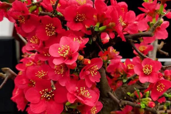 木瓜海棠花如何养殖，生长过程中需要充足光照