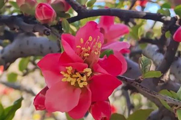 木瓜海棠花如何养殖，生长过程中需要充足光照