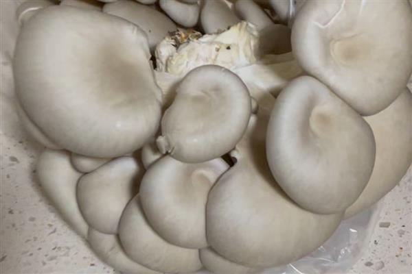 平菇怎么保存，放在有冷水的缸内可保鲜一周左右