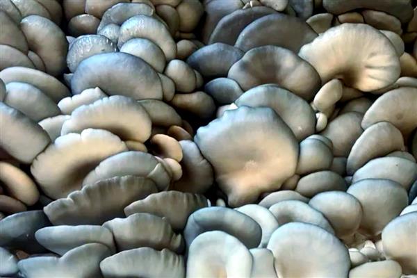 平菇怎么保存，放在有冷水的缸内可保鲜一周左右