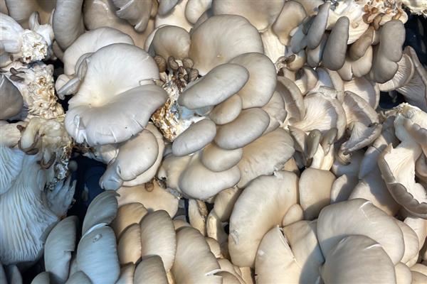 平菇怎么保存，放在有冷水的缸内可保鲜一周左右