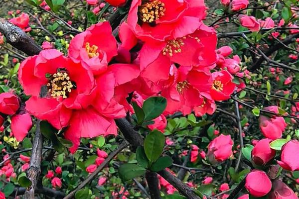 木瓜海棠花如何养殖，生长过程中需要充足光照