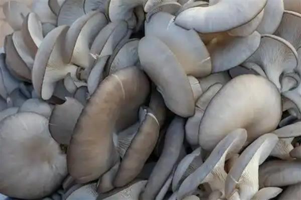 平菇怎么保存，放在有冷水的缸内可保鲜一周左右