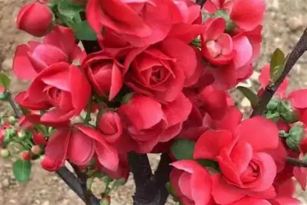 木瓜海棠花如何养殖，生长过程中需要充足光照