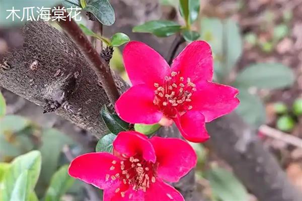 木瓜海棠花如何养殖，生长过程中需要充足光照