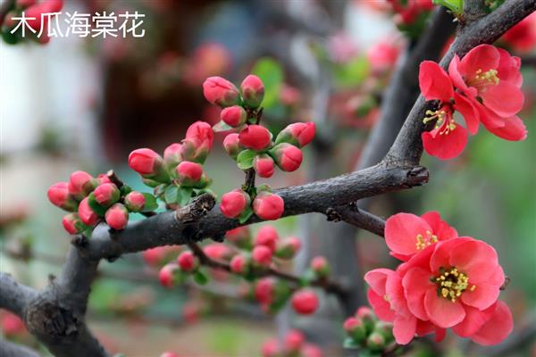 木瓜海棠花如何养殖，生长过程中需要充足光照