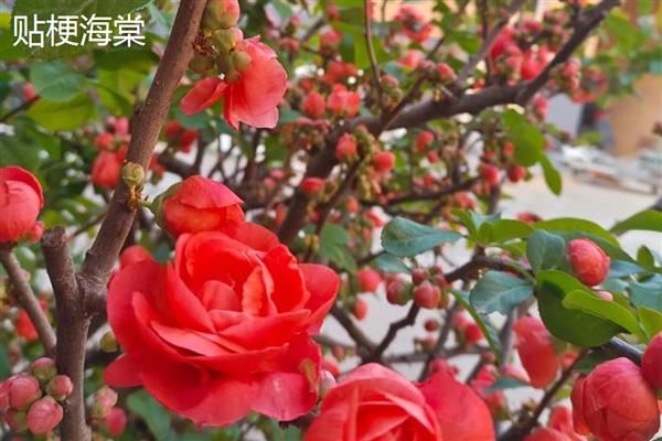 木瓜海棠花如何养殖，生长过程中需要充足光照