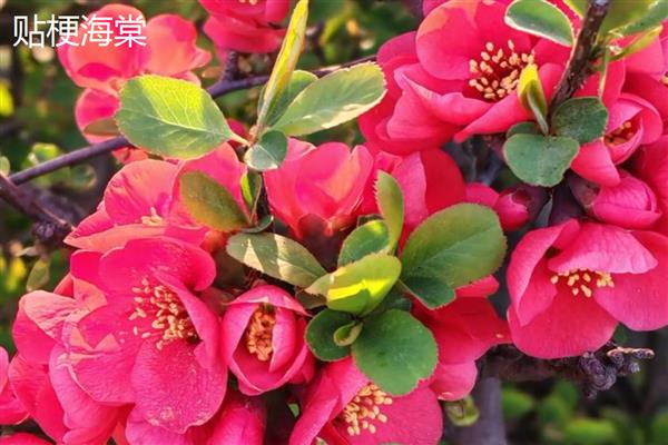 木瓜海棠花如何养殖，生长过程中需要充足光照