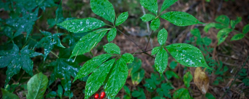 人参会不会跑，野生品种只能缓慢地移动