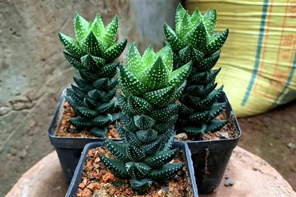 九轮塔怎么养殖，每年追施2-3次肥液