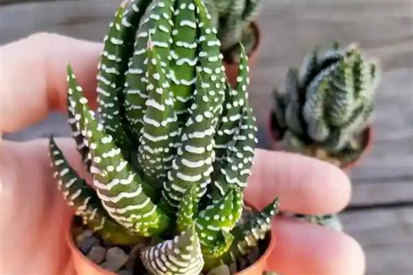 九轮塔怎么养殖，每年追施2-3次肥液